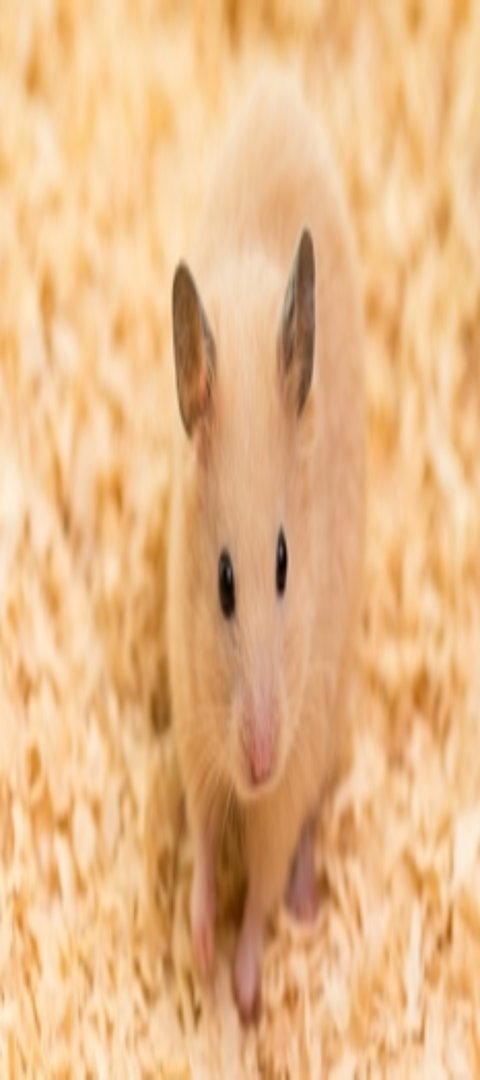 Hamster-Nagarium Ein Hamster im Nagarium