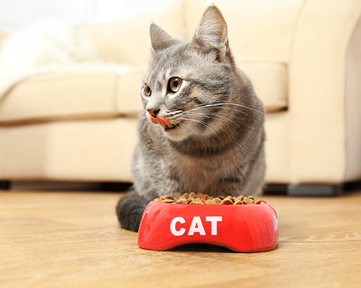 Katze frisst aus rotem Napf "Cat"
