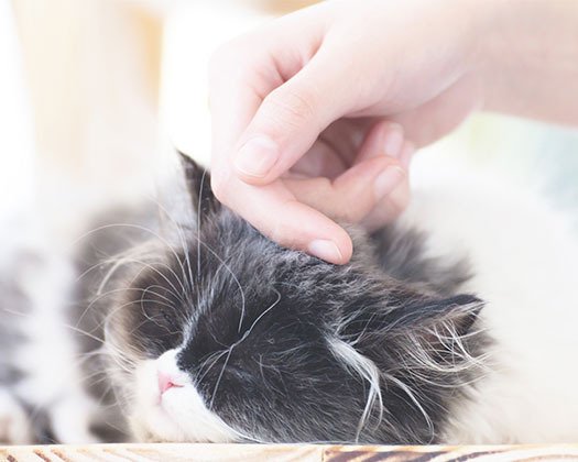 Perserkatze lässt sich von einem Menschen streicheln zu dem Artikel "die massenhafte Zucht der Perserkatze"