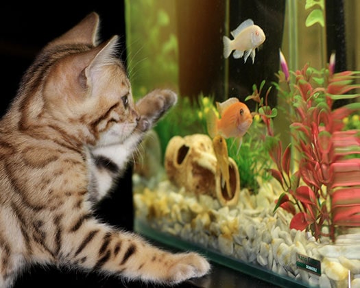 Katze - Aquarium