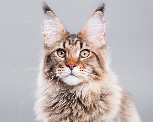 Vom wilden Raubtier zum Schmusetiger – die biologische „Hauskatze“