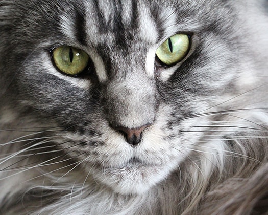 "Maine Coon: Flauschige Hauskatzen blickt mit grünen Augen in die Kamera